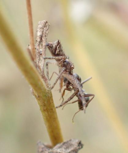 Réf. 193 441 : Tmarus sp.